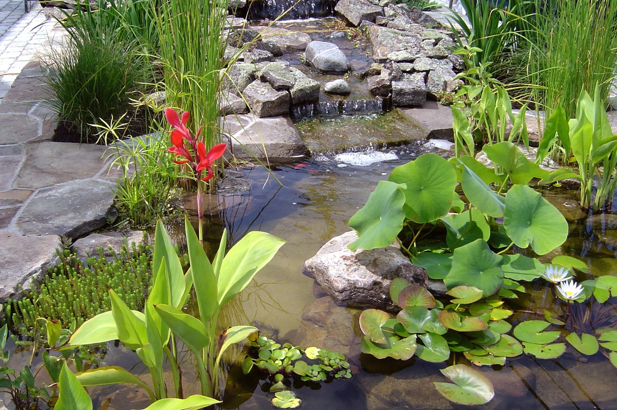 Planted small pond1JPG