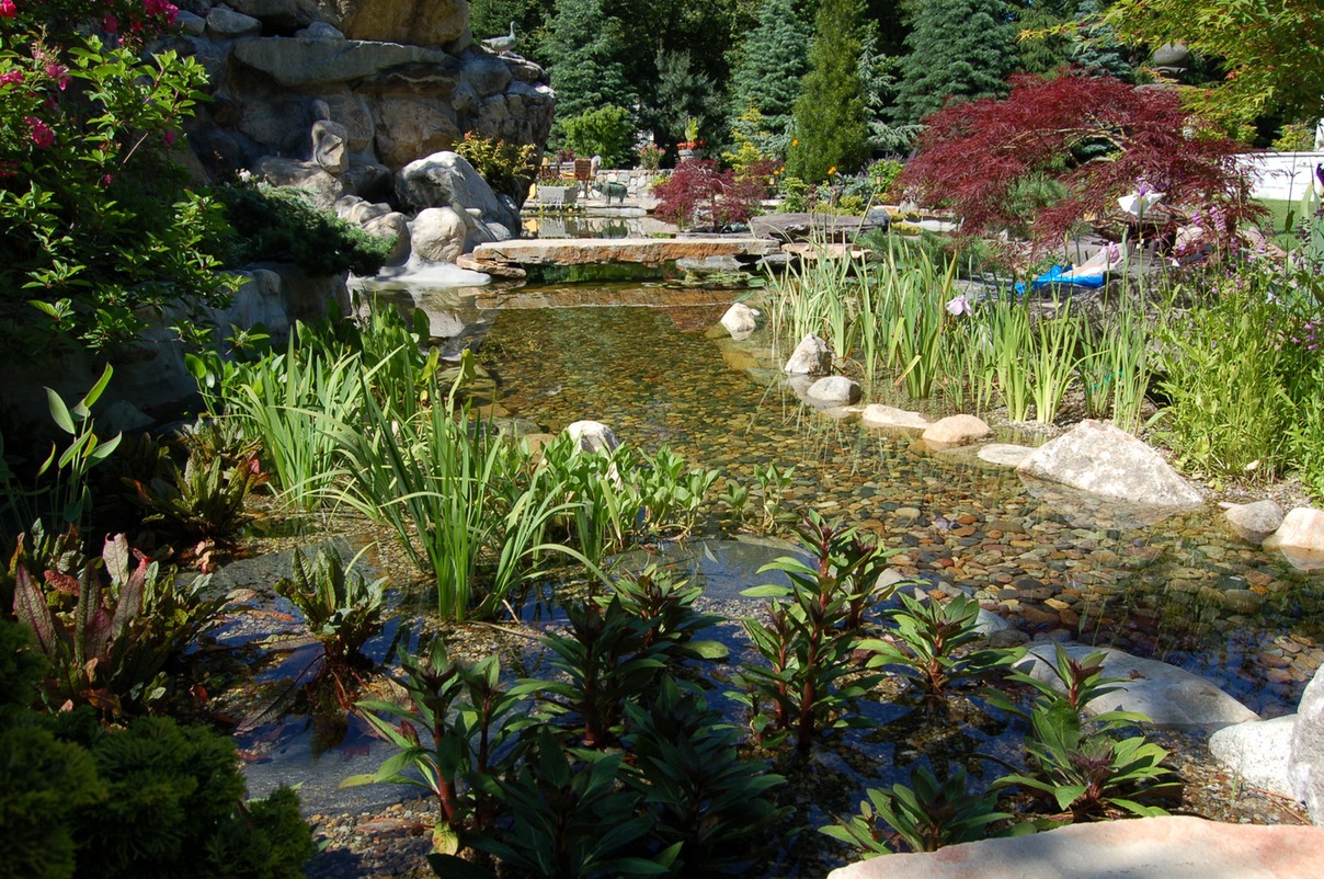 Koi pond - stream with aquatic plants