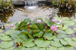 Water lily