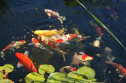 koi fish feeding